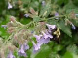 Among the Purple Flowers