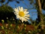 White Petals at Dusk