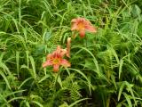 Lillies and Ferns