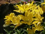 Yellow Lillies