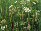 Flowers and Grasses