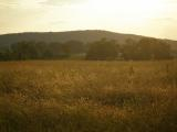 Golden Field