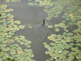 Cormorant among the Water Lillies