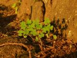 Clover at Sunset