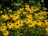 Black-Eyed Susans