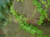 Ivy and Rocks