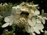 Bee on White Flowers