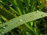 Water Droplets on a Blade of Grass