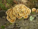 Intricate Bracket Fungus