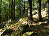 Terraces in the Woods