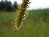 Grass and Landscape