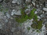 Moss in a Puddle