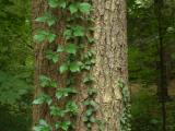 Vines and Bark