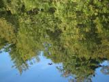 Pond Ripples