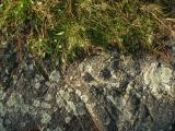 Grass, Rock and Lichen
