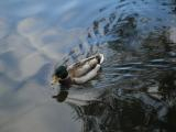 Swimming Mallard