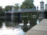 Swans by the Bridge