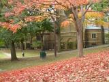 Hillside of Red Leaves