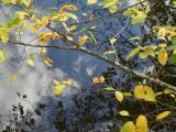 Leaves over Water and Sky