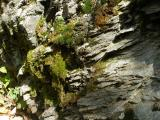 Moss on Sedimentary Rock