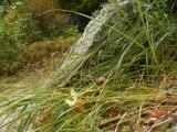 Grass on a Ledge