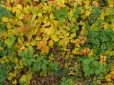 Multicolored Ground Vines