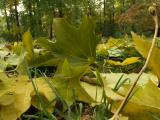 Star-Shaped Leaves