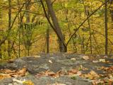 Leaves on a Bedrock Plateau