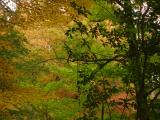 Colors and Silhouettes of Autumn