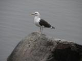 Seagull on a Rock