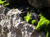 Moss on a Rock Wall