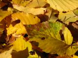 Leaves in Reading