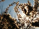 Autumn Remnants of Blossoms