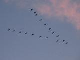 Winter Flight