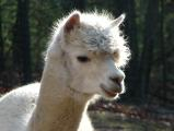 Alpaca