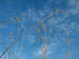 Sky and Grass