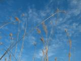 Sky and Grass