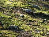 Mossy Slope with Rocks