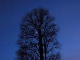 Moon Perched in the Branches