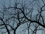Silhouette of Twisty Branches