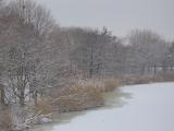 Dusted Trees, Iced River