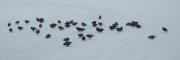 Starlings in Snow