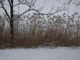 Wavy Branch over the Reeds