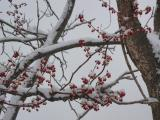 Frozen Berries