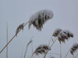 Snowcapped Grasses