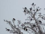 Thirteen Starlings