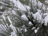 Needles and Snow