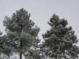 Snow-Dusted Evergreens