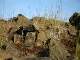 Grass Blades Amid the Rocks