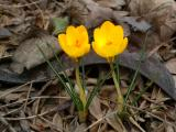 Golden Crocuses